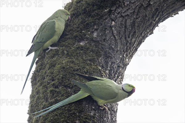 Rose-ringed parakeets (Psittacula krameri), Speyer, Rhineland-Palatinate, Germany, Europe