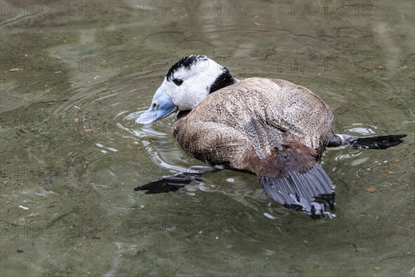 White-headed duck (Oxyura leucocephala), Heidelberg Zoo, Baden-Wuerttemberg, Germany, Europe