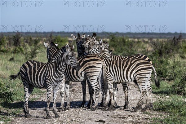 Plains zebra (Equus quagga) herd, Madikwe Game Reserve, North West Province, South Africa, RSA, Africa