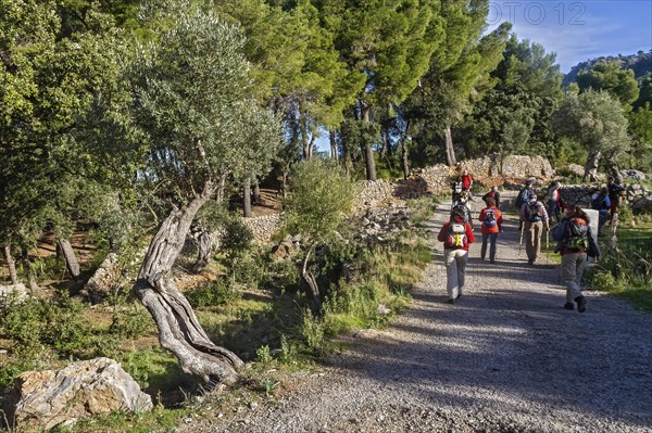 Group of hikers walking on a path lined with trees and stone walls, Hiking tour from Estellences to Banyalbufar, Mallorca