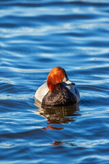 Male Pochard (Aythya ferina) bird swimming in a lake