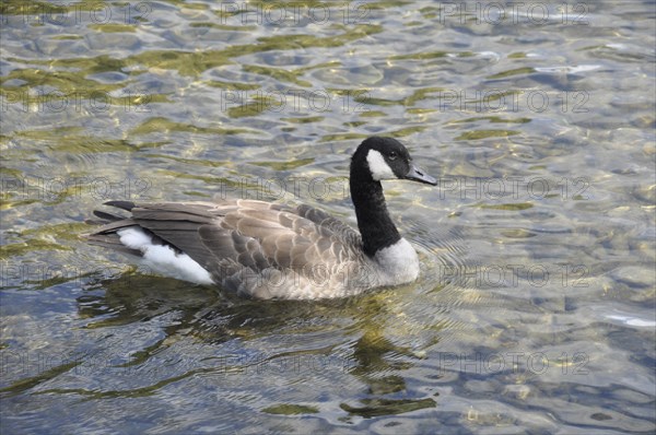 Canada goose in Moret sur Loing
