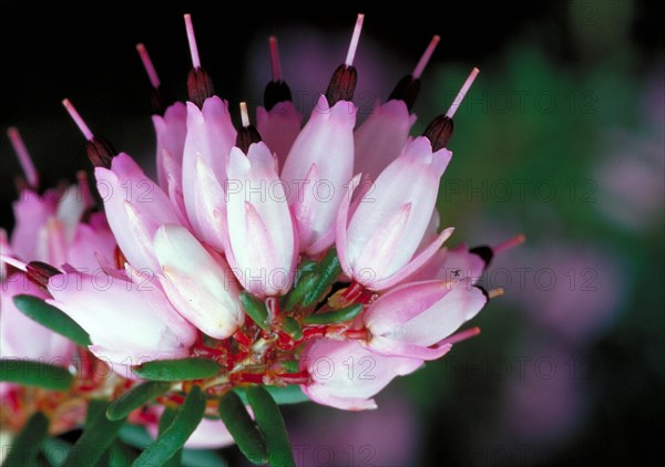 Pink flower clusters with green leaves and visible stamens Heather heath family (Ericaceae)