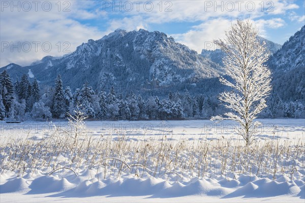 Schwansee in winter, behind it Neuschwanstein Castle and the Tegelberg, 1720m, near Hohenschwangau, Romantic Road, Ostallgaeu, Bavaria, Germany, Europe