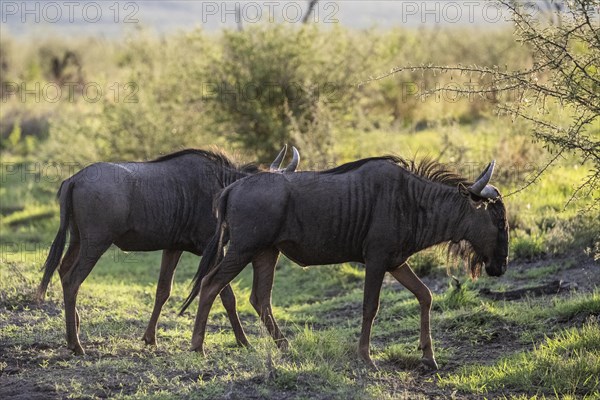 Blue wildebeest (Connochaetes taurinus), Madikwe Game Reserve, North West Province, South Africa, RSA, Africa