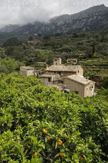 Village in the mountains with citrus plantations, Fornalutx, Soller, Serra de Tramuntana, Majorca, Majorca, Balearic Islands, Spain, Europe