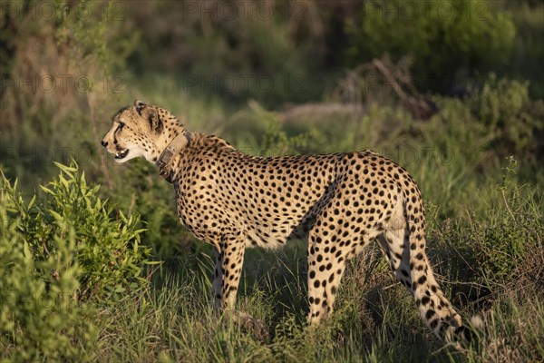 Cheetah (Acinonyx jubatus), Madikwe Game Reserve, North West Province, South Africa, RSA, Africa