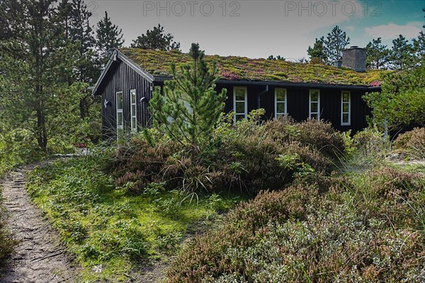 A secluded wooden house surrounded by trees and a path leading to the door Skiveren North Jutland Denmark Dune belt