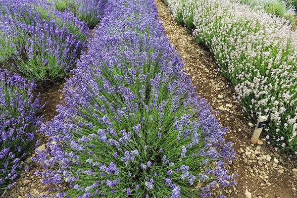 Lavender (Lavandula), lavender field on a farm, different varieties, blue and white, Cotswolds Lavender, Snowshill, Broadway, Gloucestershire, England, Great Britain