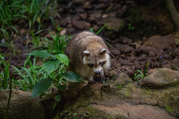 Raccoon in natural environment, close-up, portrait of the animal on Guadeloupe au Parc des Mamelles, in the Caribbean. French Antilles, France, Europe