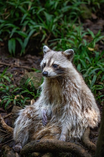 Raccoon in natural environment, close-up, portrait of the animal on Guadeloupe au Parc des Mamelles, in the Caribbean. French Antilles, France, Europe