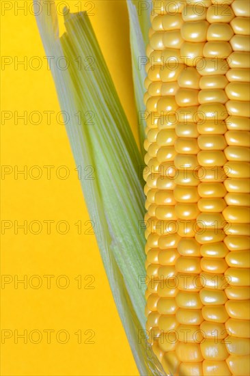 Corn corn cob with yellow background, close-up, corn (Zea mays)