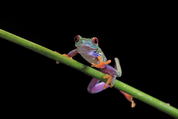 Red-eyed tree frog (Agalychnis callidryas), adult, on green stem, Aeonium, captive, Central America