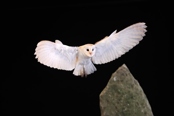 Barn owl, (Tyto alba), adult, flying, landing, on rocks, at night, Lowick, Northumberland, England, Great Britain