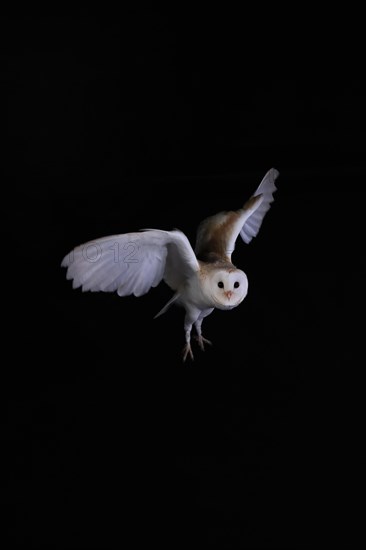 Barn Owl, (Tyto alba), adult, flying, at night, Lowick, Northumberland, England, Great Britain