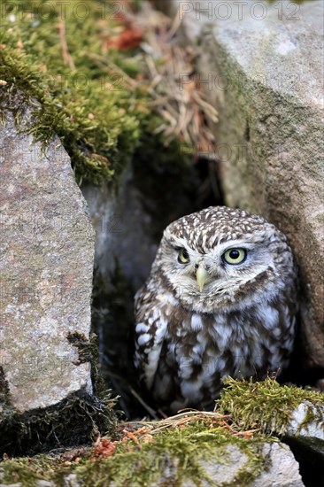 Little owl (Athene noctua), (Tyto alba), adult, at breeding den, alert, portrait, Lowick, Northumberland, England, Great Britain