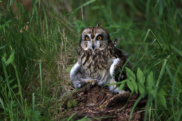 Short-eared owl (Asio flammeus), adult, on the ground, vigilant, Great Britain