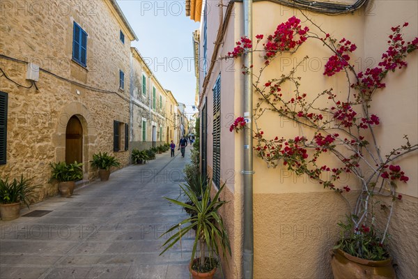 Alcudia, Majorca, Majorca, Balearic Islands, Spain, Europe