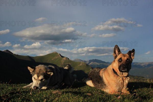 Two dogs lying on grass with mountains in the evening light, Amazing Dogs in the Nature