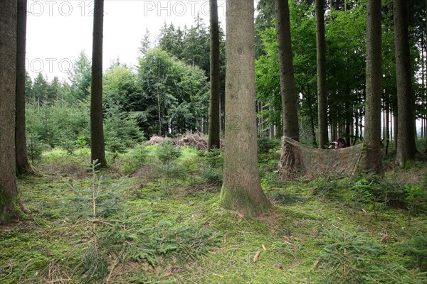 Huntress with binoculars in the forest behind camouflage net, Allgaeu, Bavaria, Germany, Europe