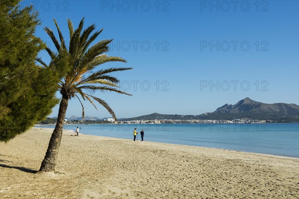 Beach with palm trees, Can Picafort, Bay of Alcudia, Majorca, Balearic Islands, Spain, Europe