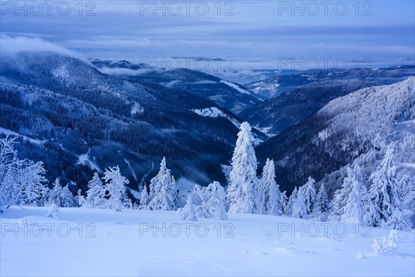 Winter on the Feldberg in front of sunrise, Breisgau-Hochschwarzwald district, Baden-Wuerttemberg, Germany, Europe