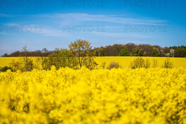 A yellow rapeseed field under a clear blue sky with some trees in the background, rapeseed, Brassica napus, Vohwinkel, Wuppertal, Bergisches Land, North Rhine-Westphalia