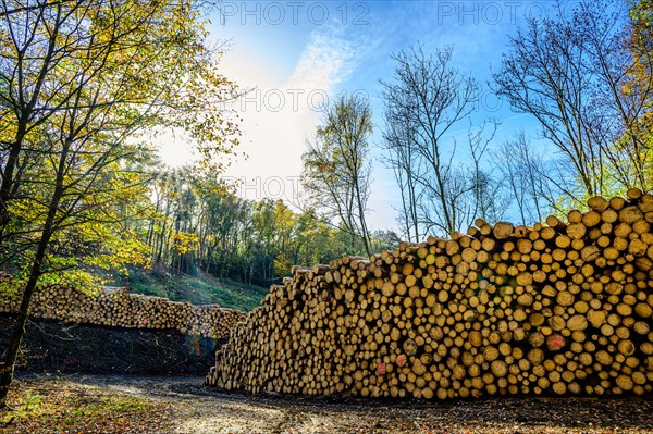 Sunlit woodpile at the edge of the forest on a sunny autumn day, Bergisches Land, North Rhine-Westphalia