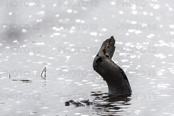 A single piece of wood protruding from a smooth body of water, Magdeburg, Saxony-Anhalt, Germany, Europe