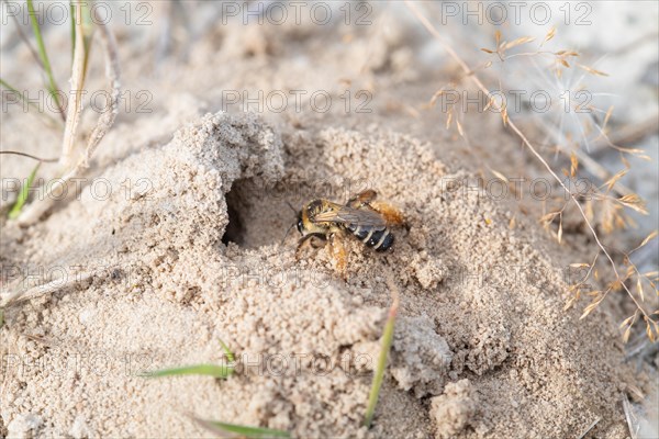 Brown-rumped trouser bee (Dasypoda hirtipes), wild bee on sandy soil in front of the nest entrance, Bourtanger Moor-Bargerveen International nature park Park