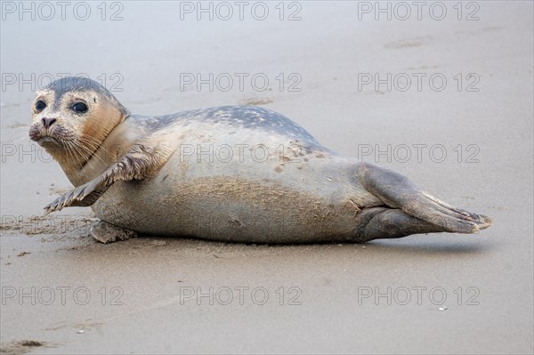 A seal lies on the sandy beach and looks intently into the distance