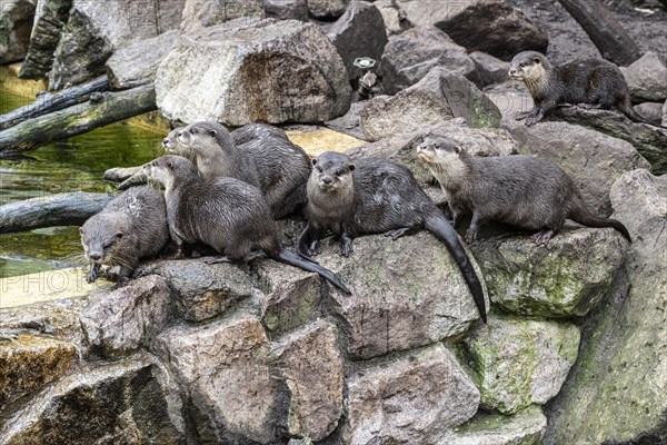 Dwarf otter, Asian oriental small-clawed otter (Aonyx cinerea), Heidelberg Zoo, Baden-Wuerttemberg, Germany, Europe