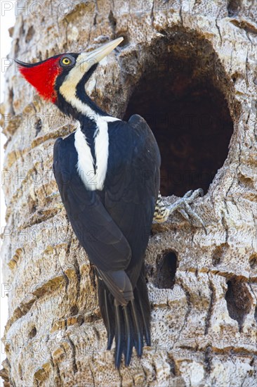 Crimson-crested woodpecker (Campephilus melanoleucos) Pantanal Brazil