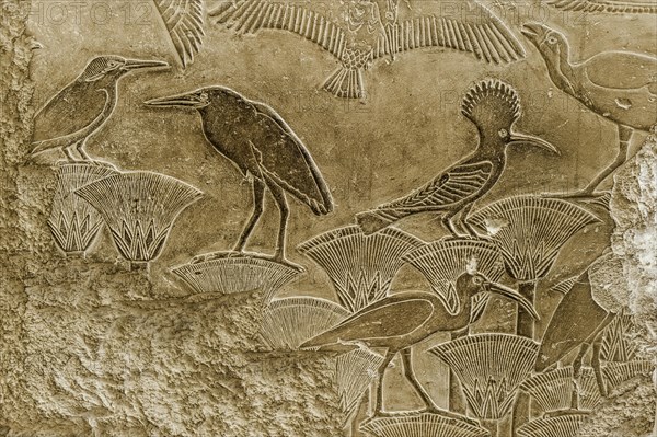 Hieroglyphics on a stone slab, birds, animal, ibis, message, drawing, Egyptian, kingdom, antiquity, world history, history, tradition, culture, cultural history, stone, sign, language, colourful, queen, sculpture, tomb, Cairo, Egypt, Africa