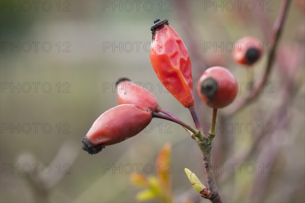 Rose hips, faded, red, garden, Lueneburg, Lower Saxony, Germany, Europe