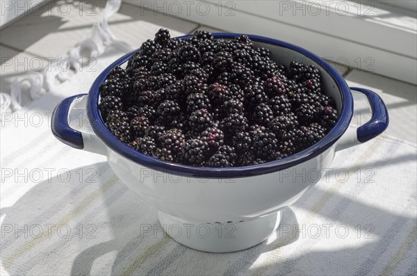 Blackberries, enamel, blue, white, sieve, carbon copy, rag rug, Lueneburg, Lower Saxony, Germany, Europe