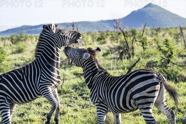 Plains zebra (Equus quagga) 2 stallions fighting, Madikwe Game Reserve, North West Province, South Africa, RSA, Africa