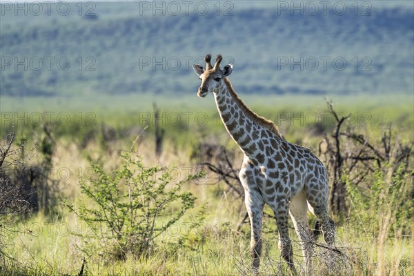 Southern giraffe (Giraffa giraffa) baby, Madikwe Game Reserve, North West Province, South Africa, RSA, Africa