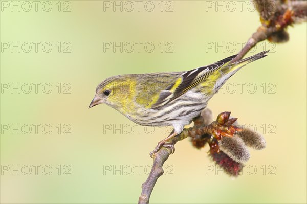 Eurasian siskin (Carduelis spinus) female sitting on a branch of a aspen (Populus tremula), Wildlife, songbirds, animals, birds, Siegerland, North Rhine-Westphalia, Germany, Europe