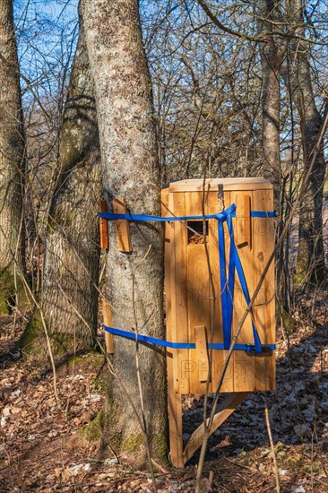 Wooden box as an insect hotel to help rare beetles on a tree in the forest, Sweden, Europe