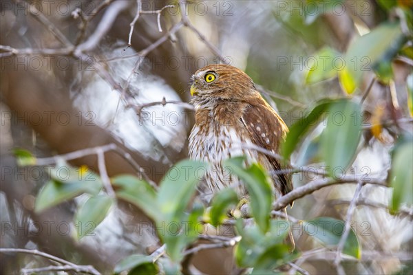 Brazilian Pygmy Owl Claucidium brasilianum) Pantanal Brazil