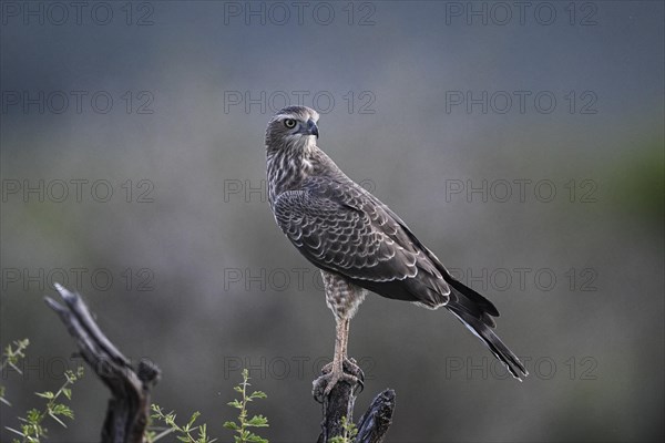 Silver Singing Goshawk, also known as pale chanting goshawk (Melierax canorus) juvenile, Madikwe Game Reserve, North West Province, South Africa, RSA, Africa