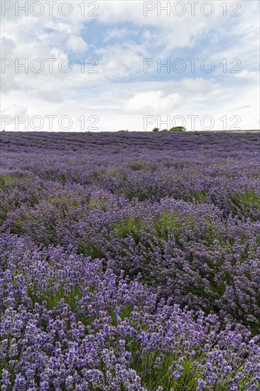Lavender (Lavandula), lavender field on a farm, Cotswolds Lavender, Snowshill, Broadway, Gloucestershire, England, Great Britain