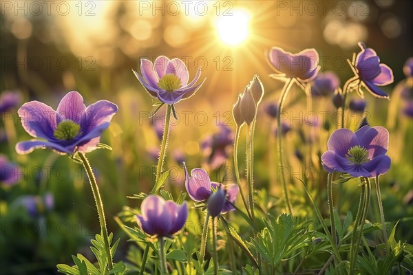 Pasque flowers (Pulsatilla vulgaris) in backlight, AI generated, AI generated, AI generated