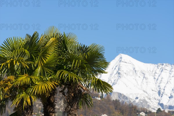 Palm Tree and Snowcappe Mountain Peak in a Sunny Day with Blue Clear Sky in Ticino, Switzerland, Europe
