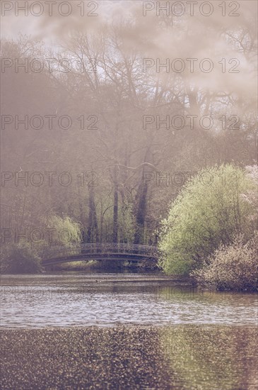 Bridge in Rombergpark surrounded by leafy trees and bushes, in the foreground the lake, partly blurred, Rombergpark, Dortmund, Germany, Europe