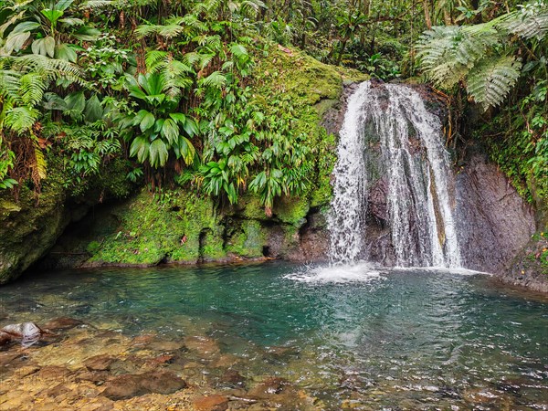 Pure nature, a waterfall with a pool in the forest. The Ecrevisses waterfalls, Cascade aux ecrevisses on Guadeloupe, in the Caribbean. French Antilles, France, Europe