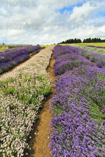 Lavender (Lavandula), lavender field on a farm, different varieties, good summer weather, Cotswolds Lavender, Snowshill, Broadway, Gloucestershire, England, Great Britain