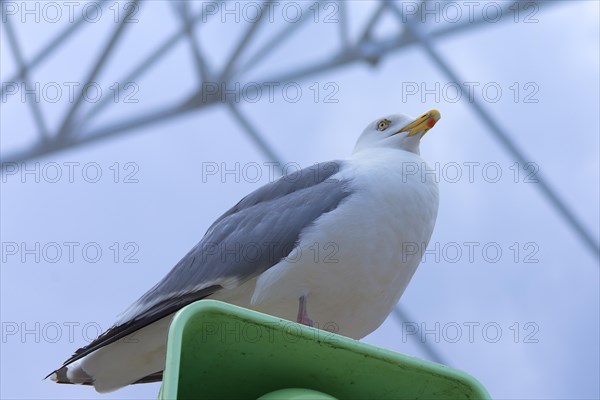 European herring gull (Larus argentatus), behind a Ferris wheel, Kuehlungsborn, Mecklenburg-Western Pomerania, Germany, Europe