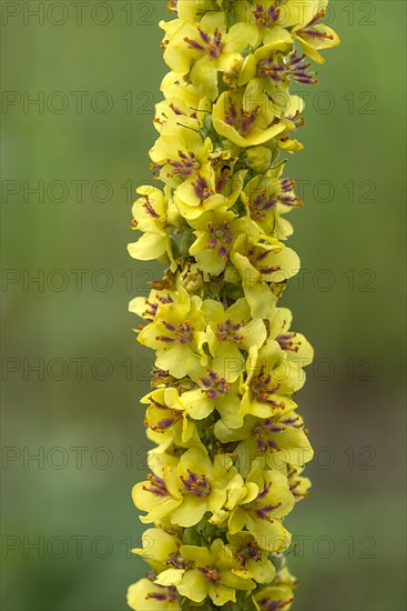 Great mulleins (Verbascum thapsus), Bavaria, Germany, Europe